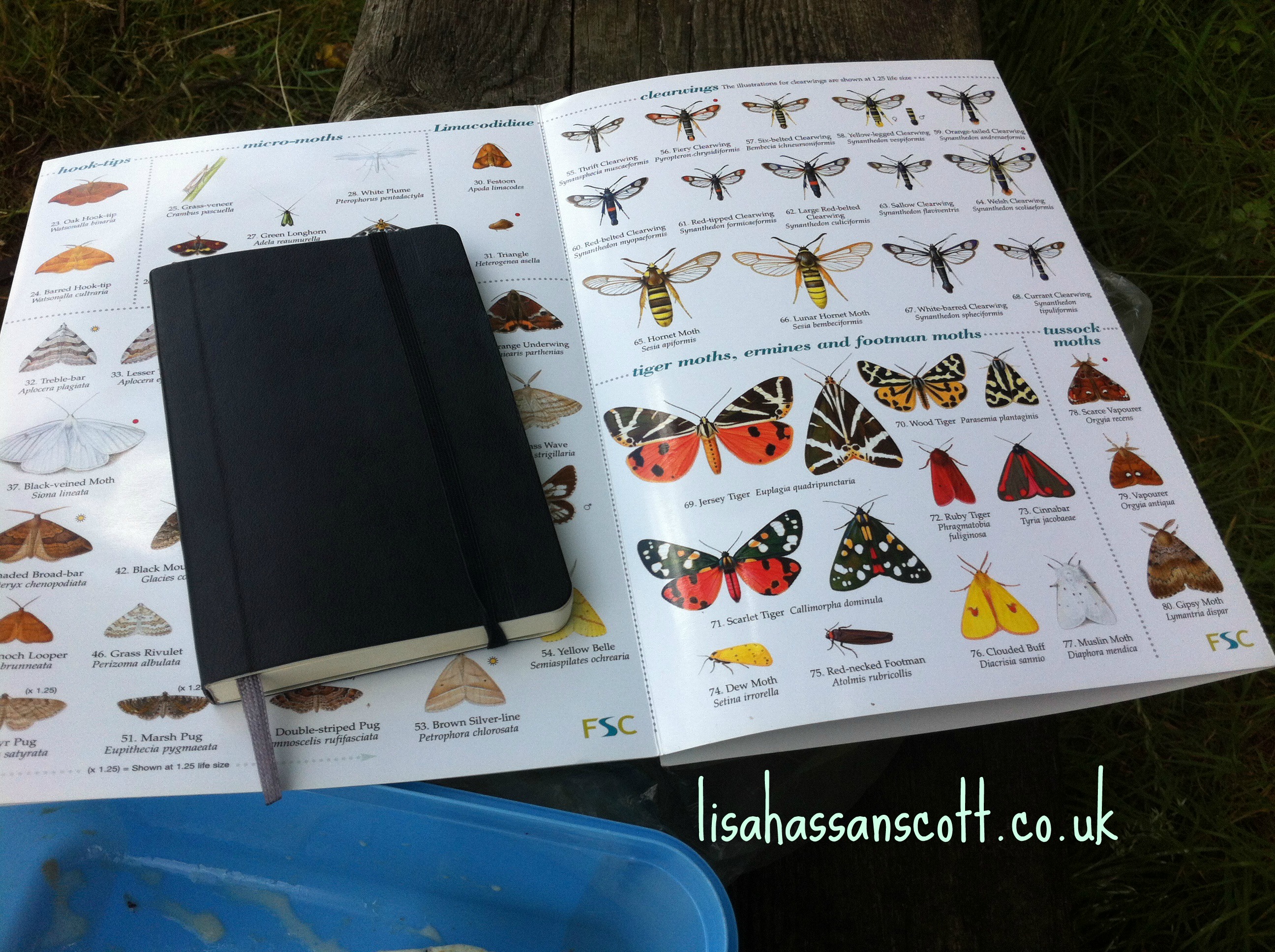 insect project journal