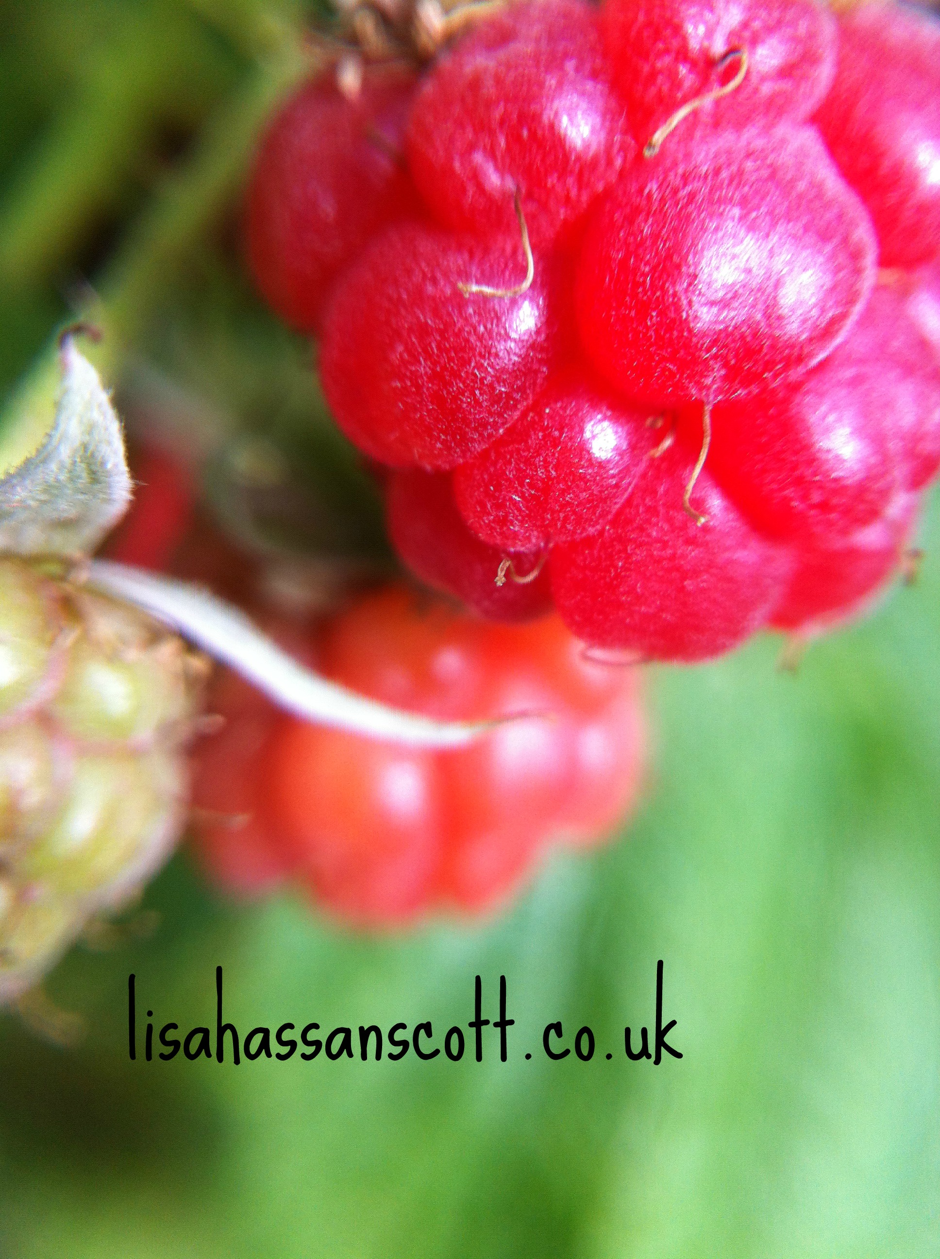 up close raspberry