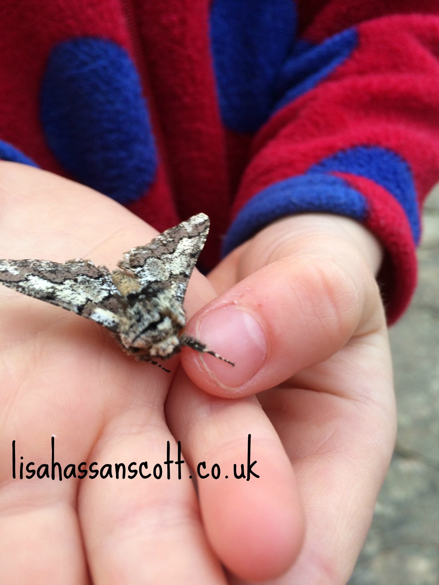 moth in hands